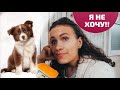 Влог 15.08.20 У Рексы будут щенки?!