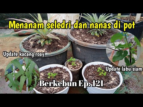 Video: Salad Baru Dengan Prun 