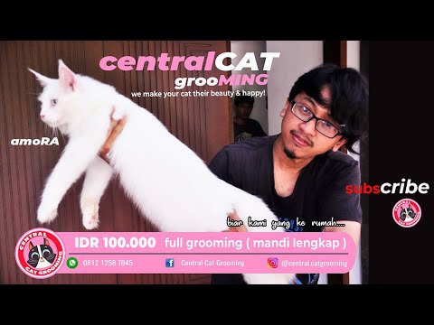 MANDIIN KUCING MAINECOON DAPET PROMO - Central Cat Grooming