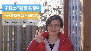 160•春收\/不翻土不搭棚不播种，开春就有吃不完的菜，这些蔬菜值得种，不翻土种植开始有甜头