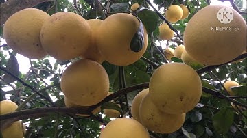 Bưởi cát quế (bưởi xuân vân)#freesky