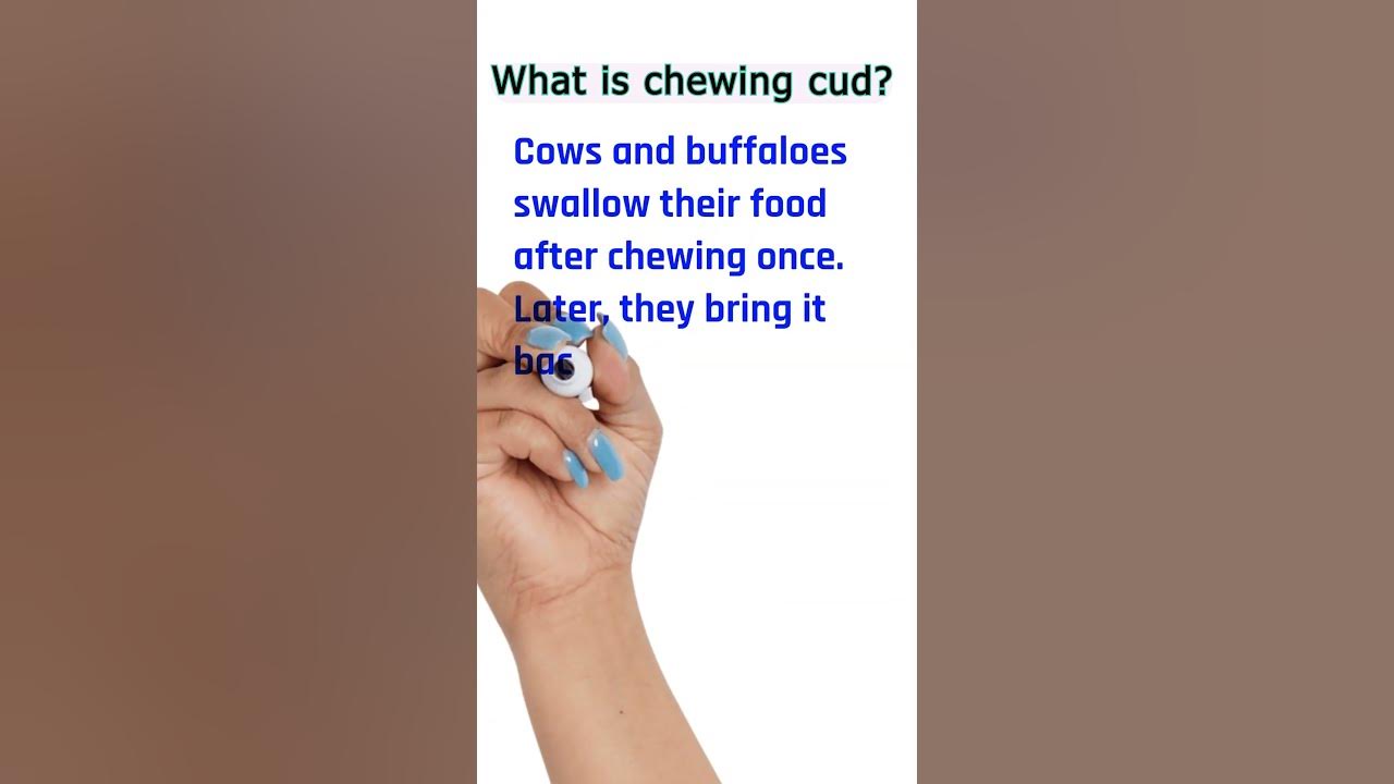 Chewing the cud What is Chewing the cud science Biology YouTube