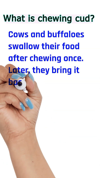 #Chewing the cud #What is Chewing the cud #science #Biology