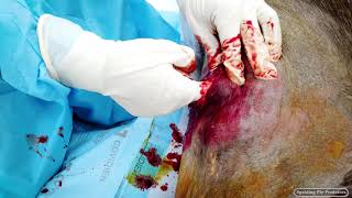 Watch Fatty Tumor Surgery with Equine Veterinarian Dr. Jenni Grimmett