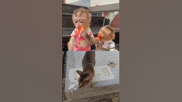 #cute #baby #monkey #capybara #eating #fruit#funny #comedy
