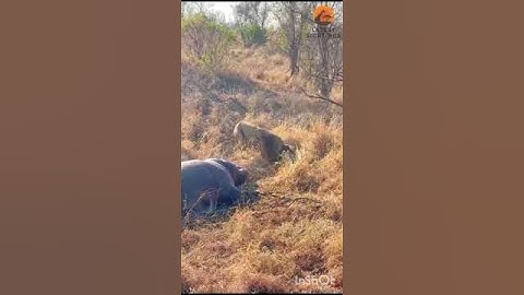Lion Destroys Hyenas Distracted by Eating a Hippo 🦁 #wildlife #nature #animals