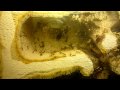 P. diversus update (1-6-2010)