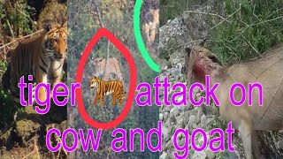 Tiger Attack On Cow And Goat Uttarakhand Pauri Ghrwal Rikhnikhal