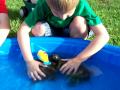 TURTLES & LITTLE BOYS   Map & Yellow Bellied Slider Turtles Love The Kids