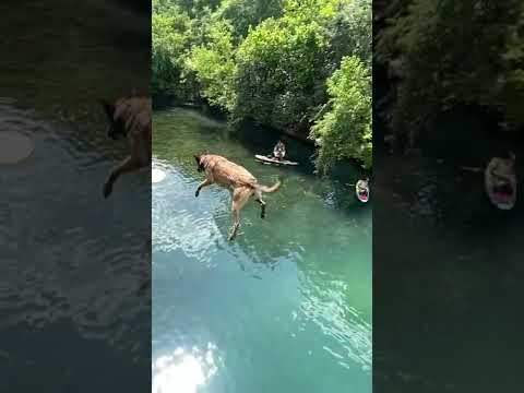 فيديو: هل تسقط الكلاب المائية؟