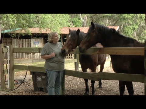 Coastal Georgia Farm Offers Sanctuary For Animals In Need