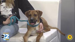 Fuzzy Friday: Meet Dexter from Genesee County Animal Control