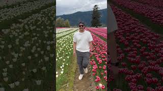 Harrison Tulip Festival #Canada #festival
