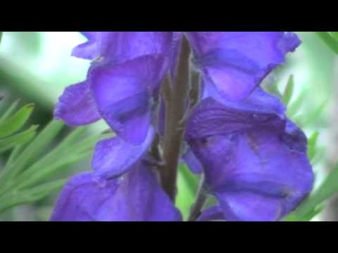 Video: Aconite Berbahaya