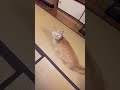 Cute Funny Cat by Japan Diaries with Hazel#cutecat #funnycats #shortvideo #japan