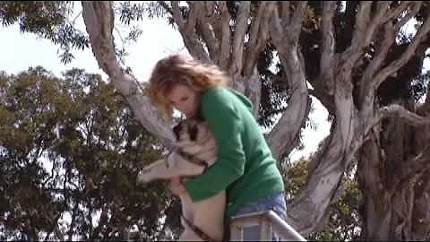 dog.mov