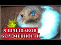 КАК ОПРЕДЕЛИТЬ БЕРЕМЕННОСТЬ ХОМЯКА Признаки беременности у хомяков ХОМЯЧИХА БЕРЕМЕННА@Хомки