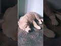 எங்க வீட்டு செல்லப்பிராணிகள் 🐕🐕🐕🐕🐕🐕🐕🐕🐕