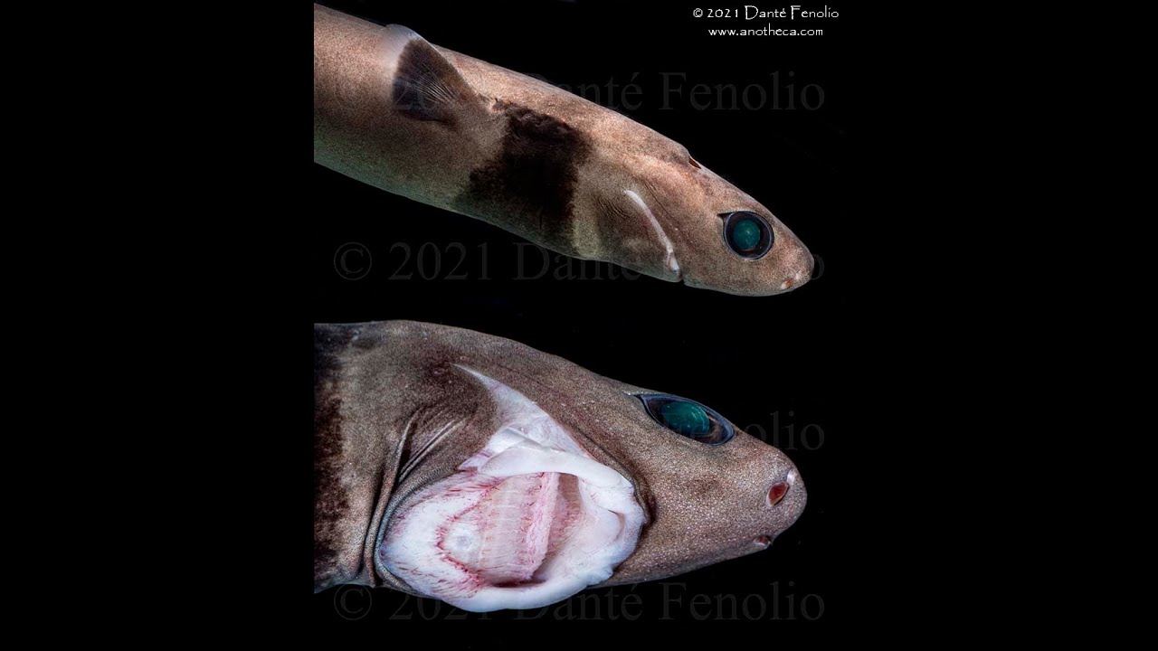 Biodiversity in the Gulf of Mexico Meet the "Cookie Cutter Shark" YouTube