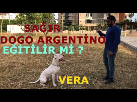 Video: Sağır Köpek Sahiplenmek