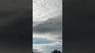 Kara bulutlar #hüzün #sad #sadness #ayrılık #fly #flying #uçmak #yolculuk #travel #gökyüzü#sky#viral