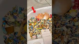 Fakta Unik Hamster Ketika Ibu Memakan Anaknya Sendiri