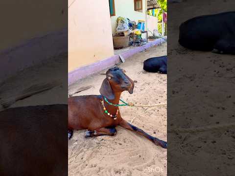 ஆடு வளர்ப்பில் காச கரியாக்கம இத மட்டும் பண்ணுங்க போதும் 🐏🌾🦌 #goatfarming #goat #shortsfeed#shorts
