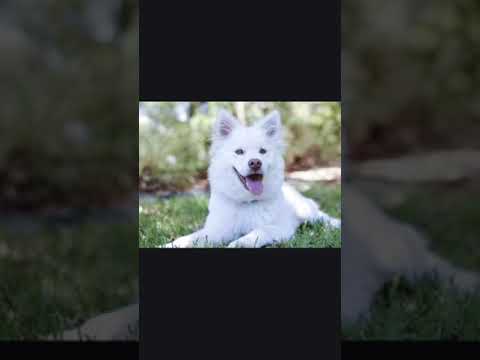 Au Nom Des Chien Et Chats Taille Moyenne 1