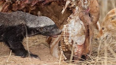 Wild Battle! Python, Jackal & Honey Badger Face Off in Brutal Hunt !Wildclash4k 