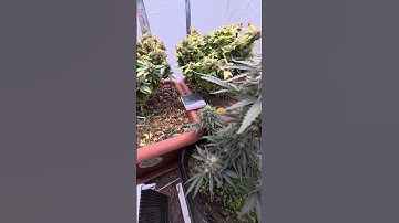 Can 12/12 Work for Autoflowers? Mandalorian Says YES! 💪⚡