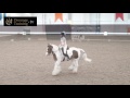 Billy Whiz Dressage Training - Furry Cob Flying Changes