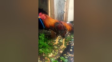 Lau qaib thaib daj zoo nraug