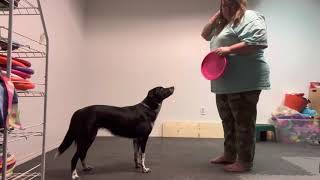 Flip Disc Training Foundations