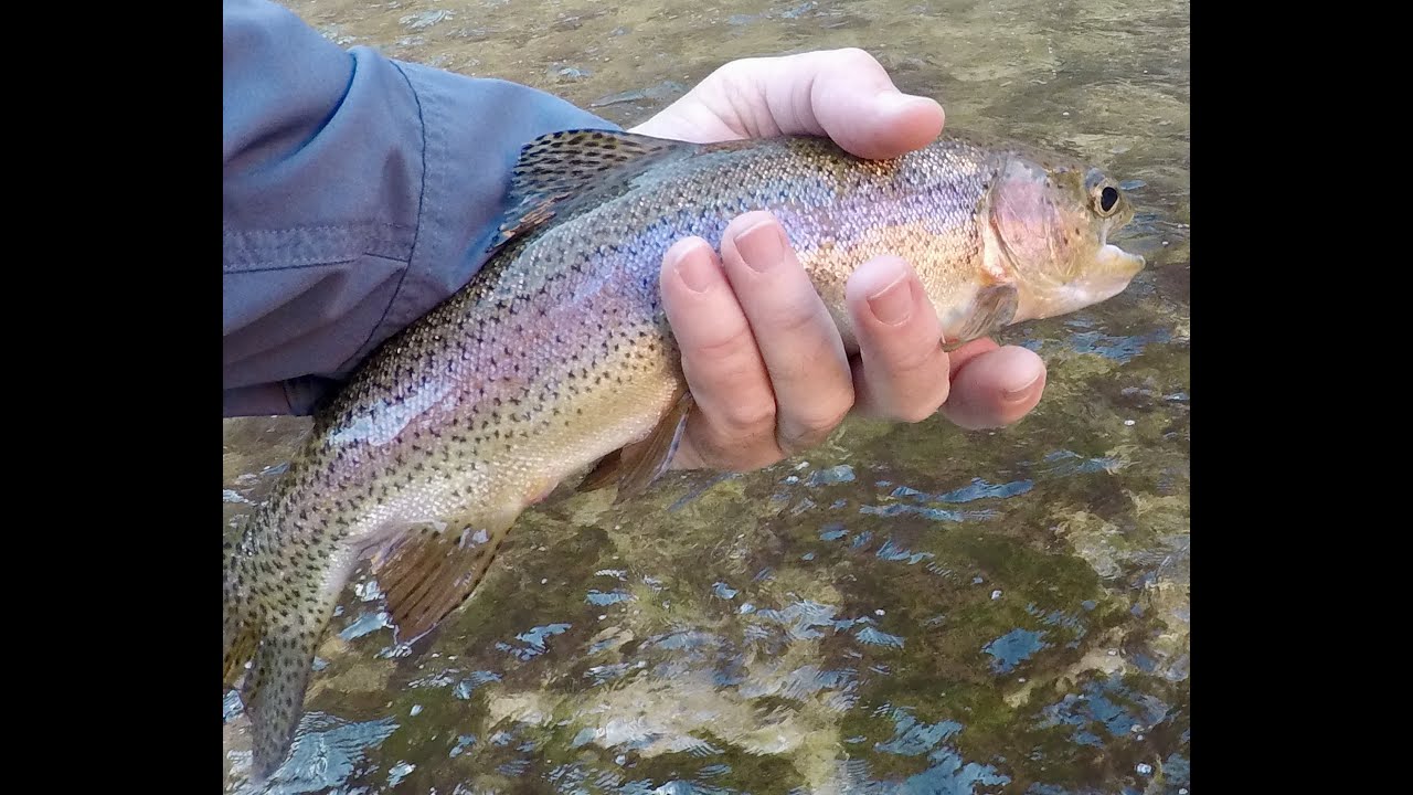 Lees Ferry Fly Fishing Trip YouTube