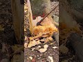 🌳 Axe Cutting a Giant Tree