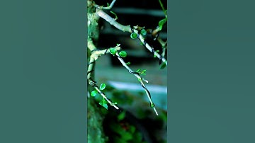 how to wire a bonsai tree. #bonsai #garden #bonsaitree #japan #August #October