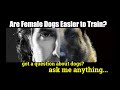Is the Female Dog Easier to Train than the Male - Dog Training Videos - ask me anything Is the Female Dog Easier to Train than the Male - Dog Training Videos - ask me anything