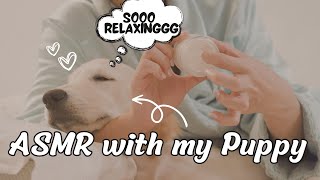 ASMR with my Golden Retriever Puppy Brushing, Petting, Whisper, Hand Sounds | Yuzu Tails #asmrsounds