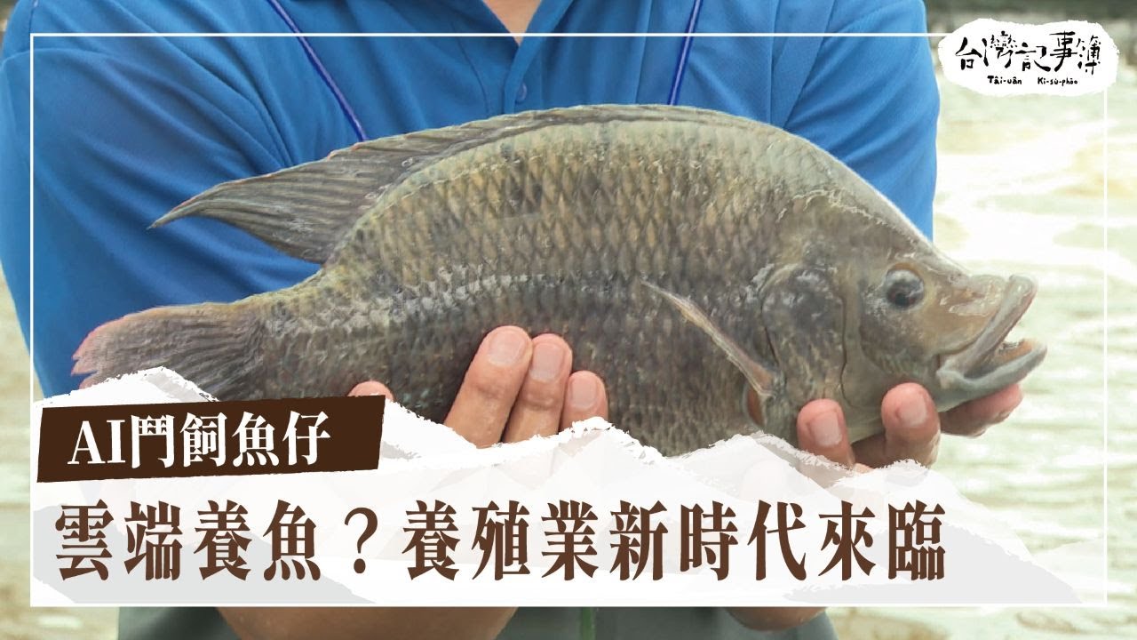 養殖漁業的科技革命！產量增加又省人力？【AI鬥飼魚仔】2025.10.19 台灣記事簿 第315集