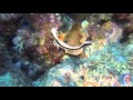 Ep.69, Invisible reef, Bonaire, Fifteen Minutes Dive Shorts (DR)