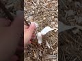Backyard update 3/15/2026