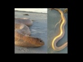 Homem encontra serpente gigante do mar em uma praia australiana