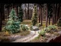 Realistic diorama - Forest