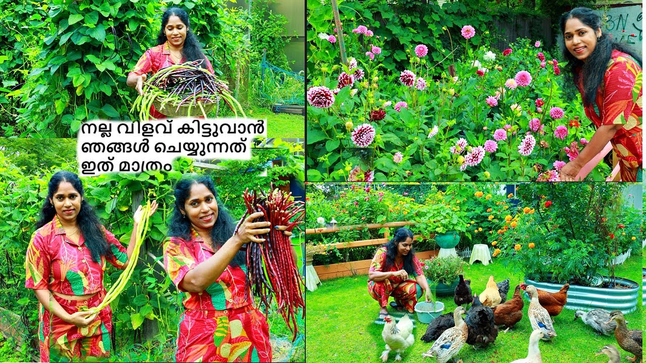 പയർ വിളവെടുപ്പ് തുടങ്ങി ഒരു വർഷത്തേക്കുള്ള പയർ  പറച്ചുതീർക്കണം || HARVESTING || OUTSIDE VLOG