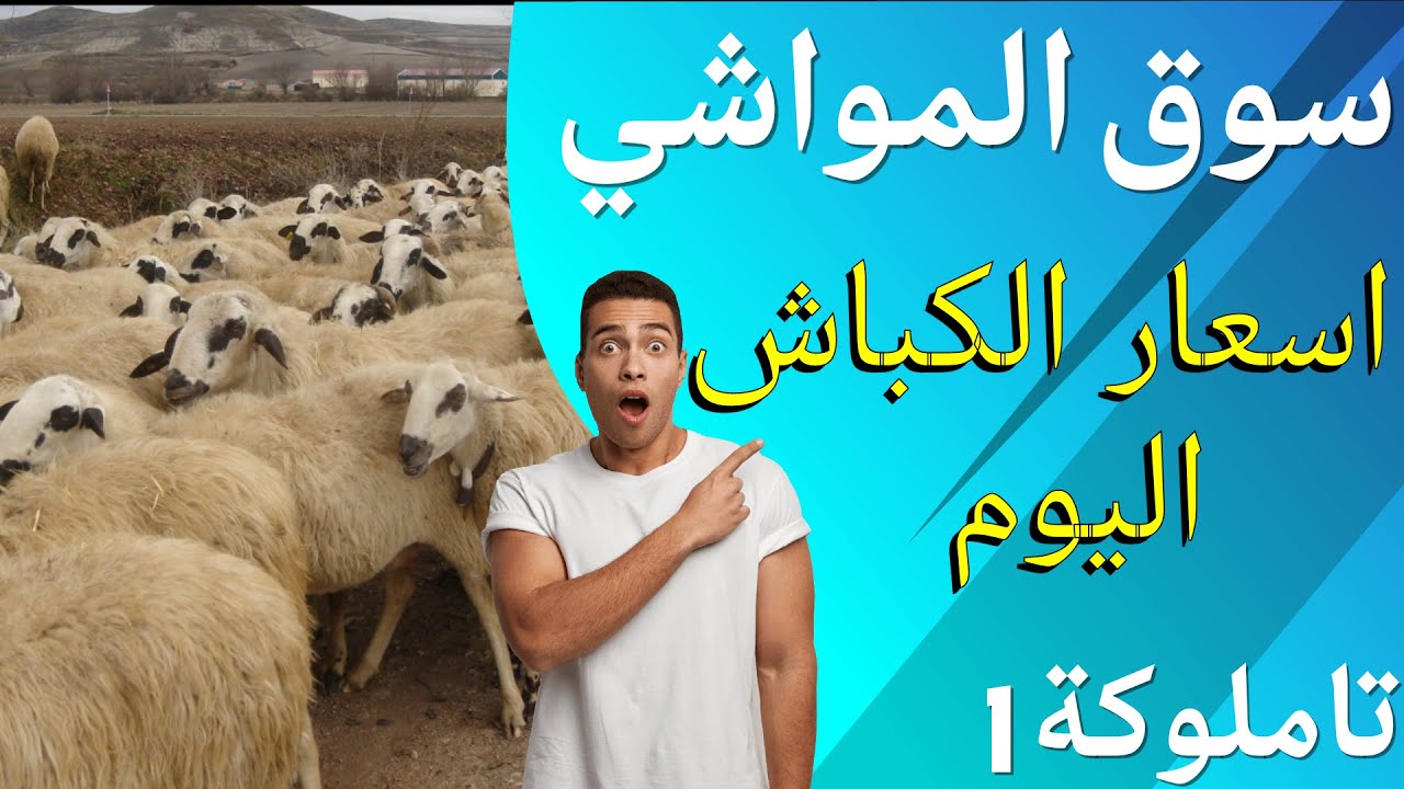 سوق المواشي - اسعار الكباش اليوم سوق تاملوكة 1