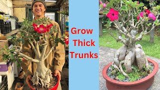 DESERT ROSE ADENIUM  4 Key Trunk Thickening Tips and Care  2023