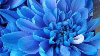 Exotic Tropical Flowers | Flower Pic Collection
