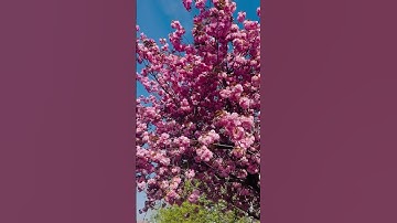 Thumbnail of Flowers 🌸 🌸🌸#shortvideo |Plum 🇬🇧☀️#summervibes |beautiful nature|viral video.12 April 2025