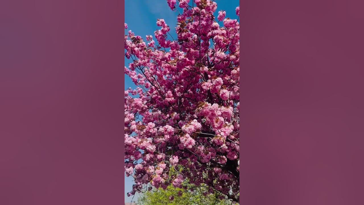 Flowers 🌸 🌸🌸#shortvideo |Plum 🇬🇧☀️#summervibes |beautiful nature|viral video.12 April 2025