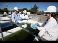 Cal Poly SLO scientist explains how students study wastewater algae